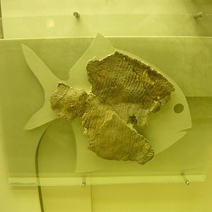 Platysomus biarmicus