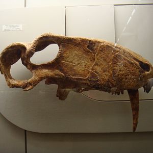 Adult Biarmosuchus tener skull (model)