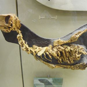 Juvenile Biarmosuchus tener skeleton