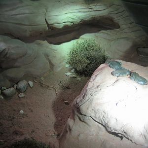 Tropenaquarium Hagenbeck - Desert exhibit