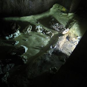 Tropenaquarium Hagenbeck - Cave tetra pond