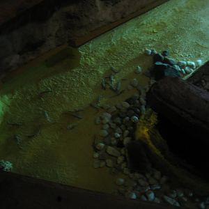 Tropenaquarium Hagenbeck - Newt pond