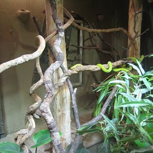 Tropenaquarium Hagenbeck - Mamba exhibit