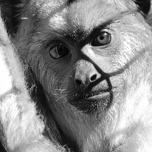 Jul. 2017 - Jungle Trails - Black Howler (New Species)