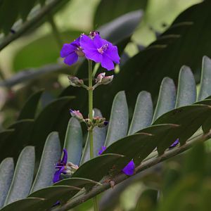 flower on Tiger Trail