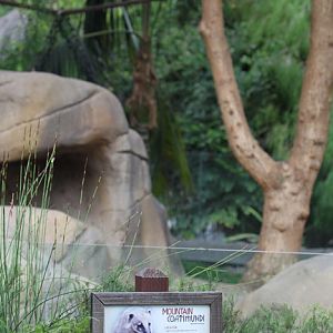 coati exhibit (with wrong signage)