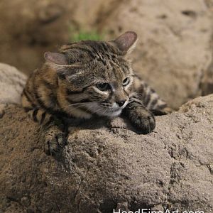black footed cat