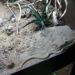 Tropenaquarium Hagenbeck - Legless lizard exhibit
