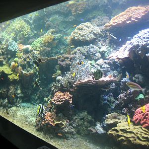 Tropenaquarium Hagenbeck - Reef tank