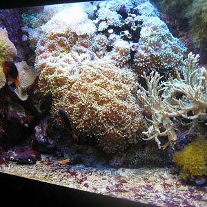 Tropenaquarium Hagenbeck - Saddleback anemonefish tank