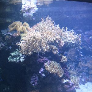 Tropenaquarium Hagenbeck - Red Sea tank