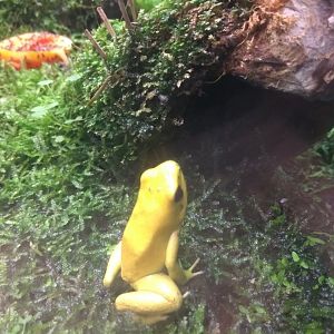golden poison dart frog
