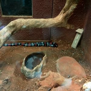 pueblan milk snake