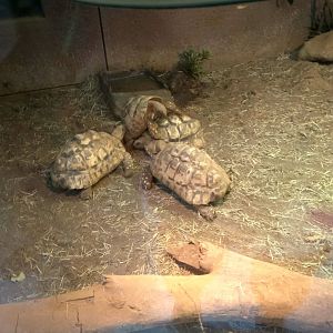 leopard tortoise