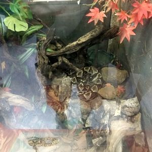 the small snake exhibit