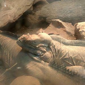 head of a rhinoceros iguana