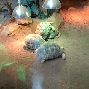 a bunch of radiated tortoise