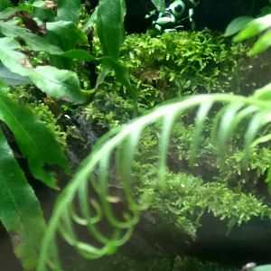 green and black poison frog