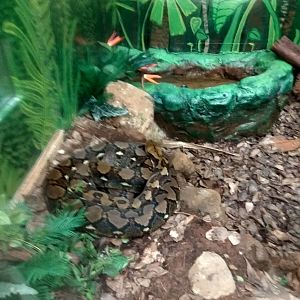 reticulated python