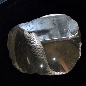 Pangolin going out of his den