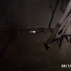 Formosan ferret badger