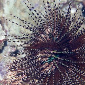 Banded Urchin