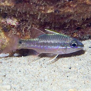 Irridescent Cardinalfish