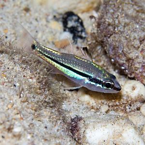 Bridled Cardinalfish