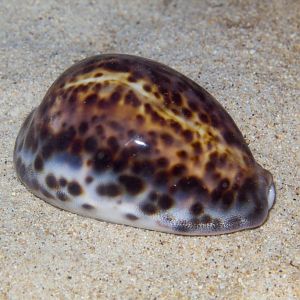 Tiger Cowrie