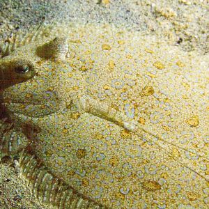 Peacock Flounder