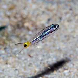 juvenile Cardinalfish