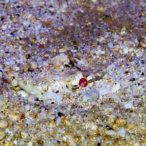 Variegated Lizardfish buried under the sand
