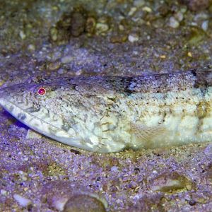 Variegated Lizardfish