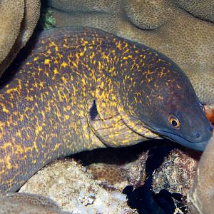 Yellow-margined Moray