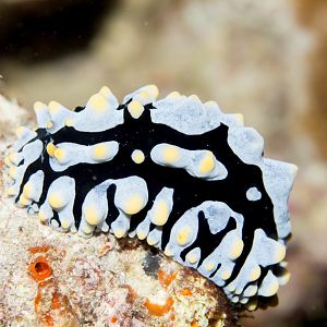 Nudibranch - Phyllidia varicosa