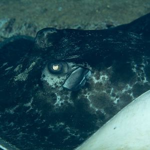 Marbled Ray