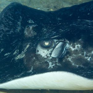 Marbled Ray