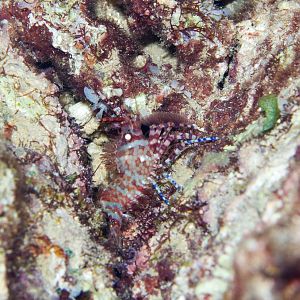 Marbled Shrimp