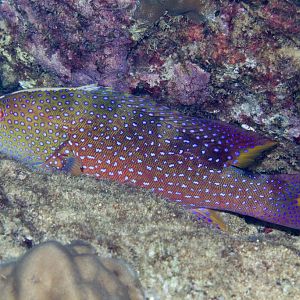 Yellowedge Coronation Trout immature