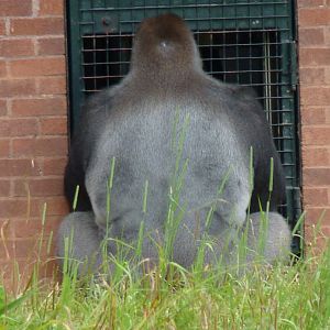 Lowland Gorilla, July 2017