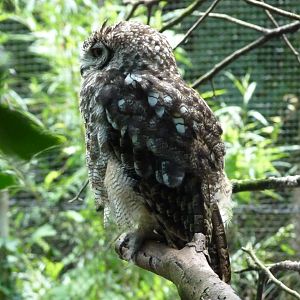 Spotted Eagle Owl, July 2017