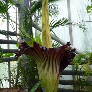 Titan Arum, 17 July 2017