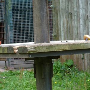 Forbidden fruit, Orangutan island, July 2017