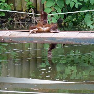 Bornean orangutan, Tatty. July 2017