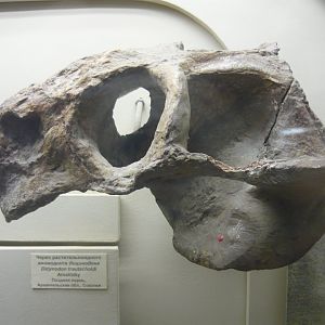 Dicynodon trautscholdi skull