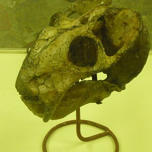 Dicynodon trautscholdi skull