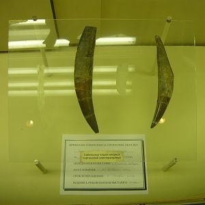 Inostrancevia canines