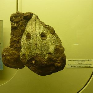 Wetlugasaurus samarensis skull (cast)