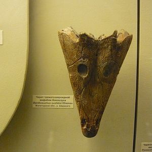 Benthosuchus sushkini skull