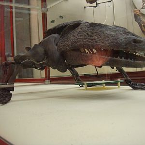 Kamacops acervalis skeleton (model)